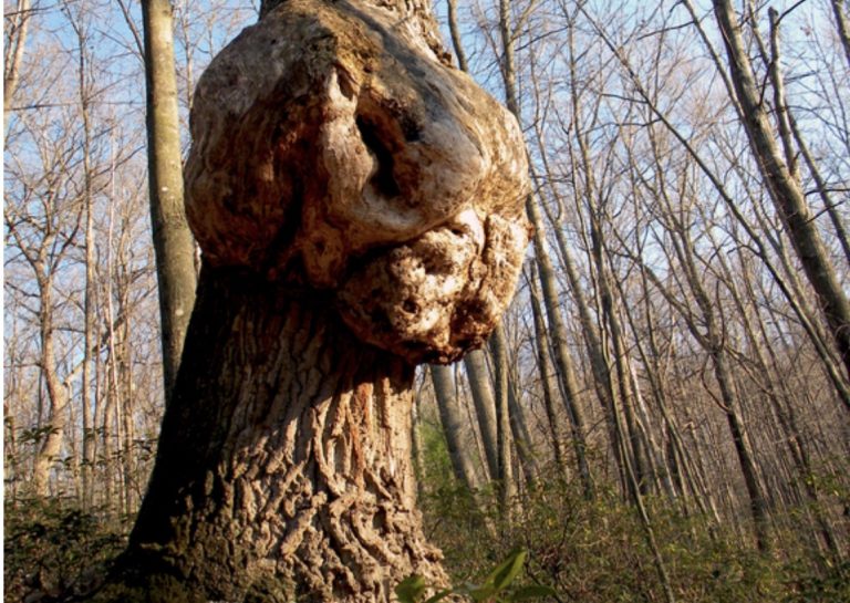 Fotogalerie: Biotičtí škodliví činitelé