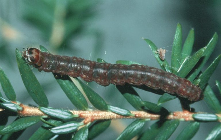 Fotogalerie: Biotičtí škodliví činitelé