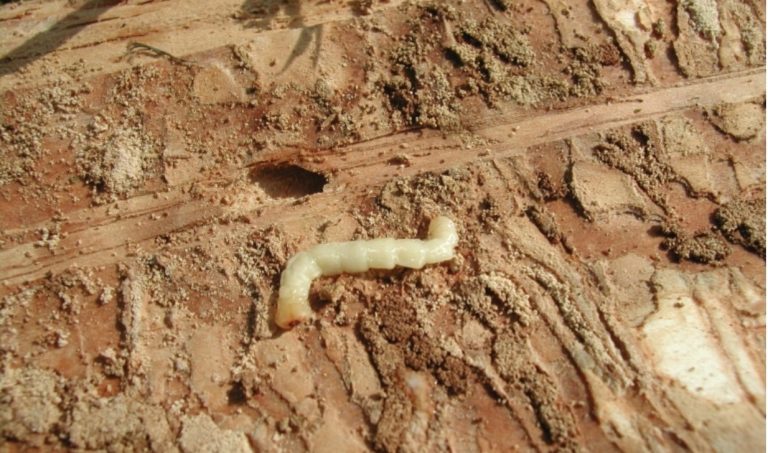Fotogalerie: Biotičtí škodliví činitelé
