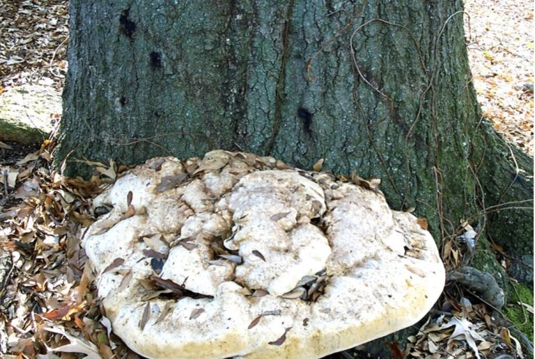 Fotogalerie: Biotičtí škodliví činitelé