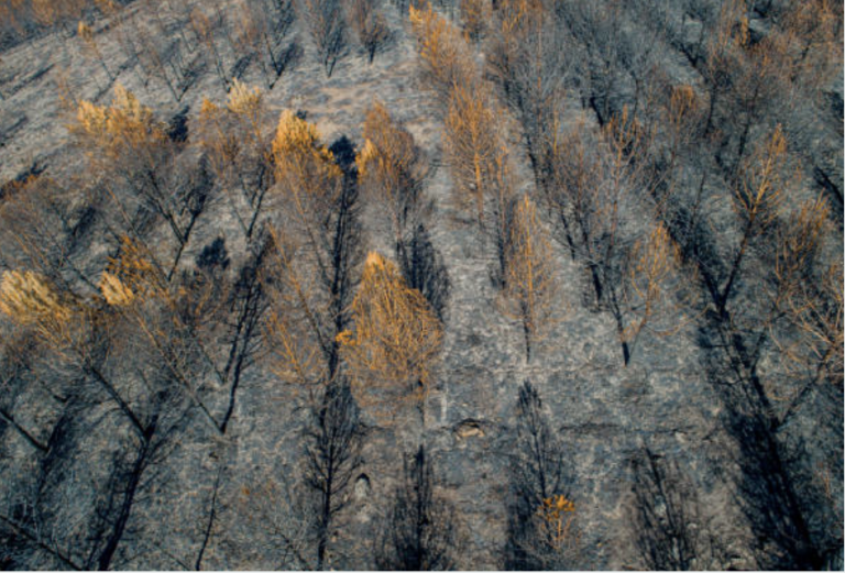 Fotogalerie: Lesní požáry
