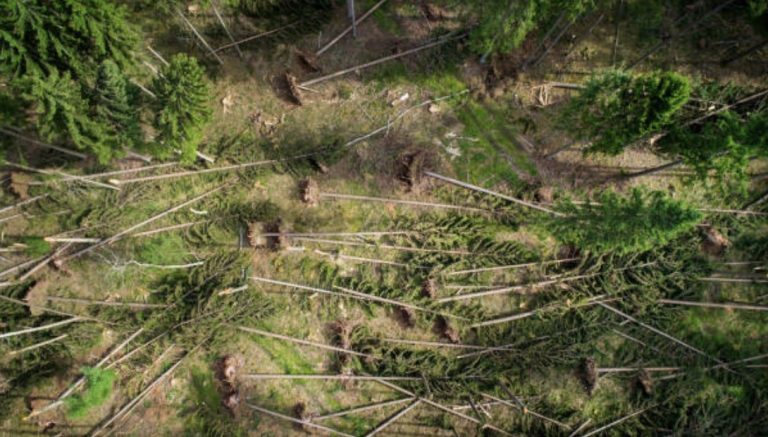 Fotogalerie: Poškození lesů větrem