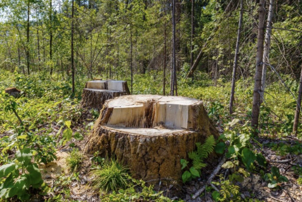 Když moderní technologie pomáhá lesu i škůdci. Jak frézování pařezů láká klikoroha.