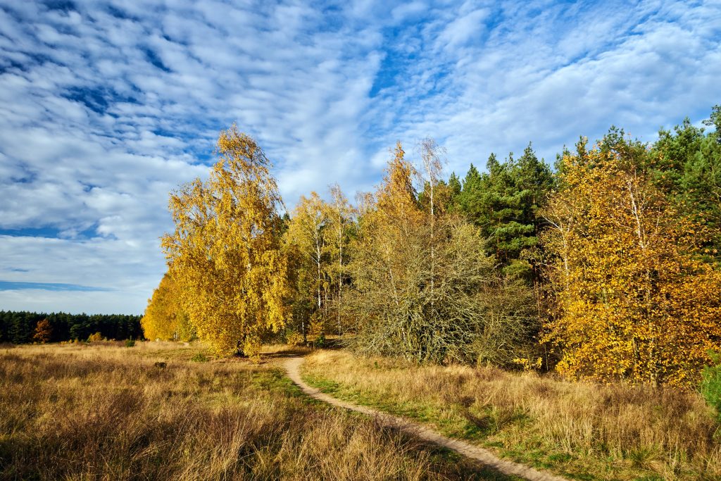 Přirozená obnova je důležitou součástí adaptace lesů na změnu klimatu