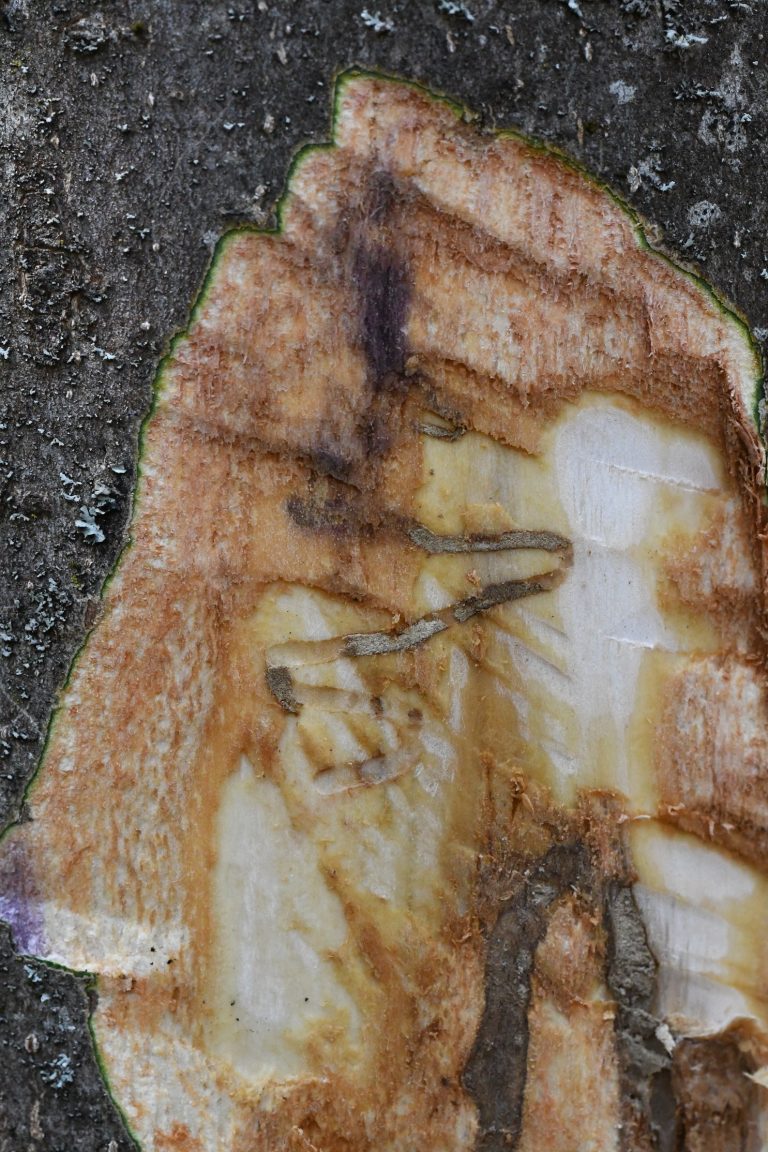 Fotogalerie: Polníka jasanového nezastavíme. Klíčové je najít ho co nejdříve. Lesníci by měli vědět, kde a co hledat.