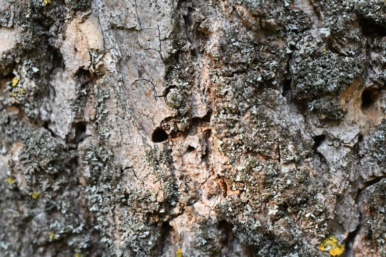 Fotogalerie: Mimořádně ničivý škůdce míří do Česka. Vše, co o něm potřebujete vědět