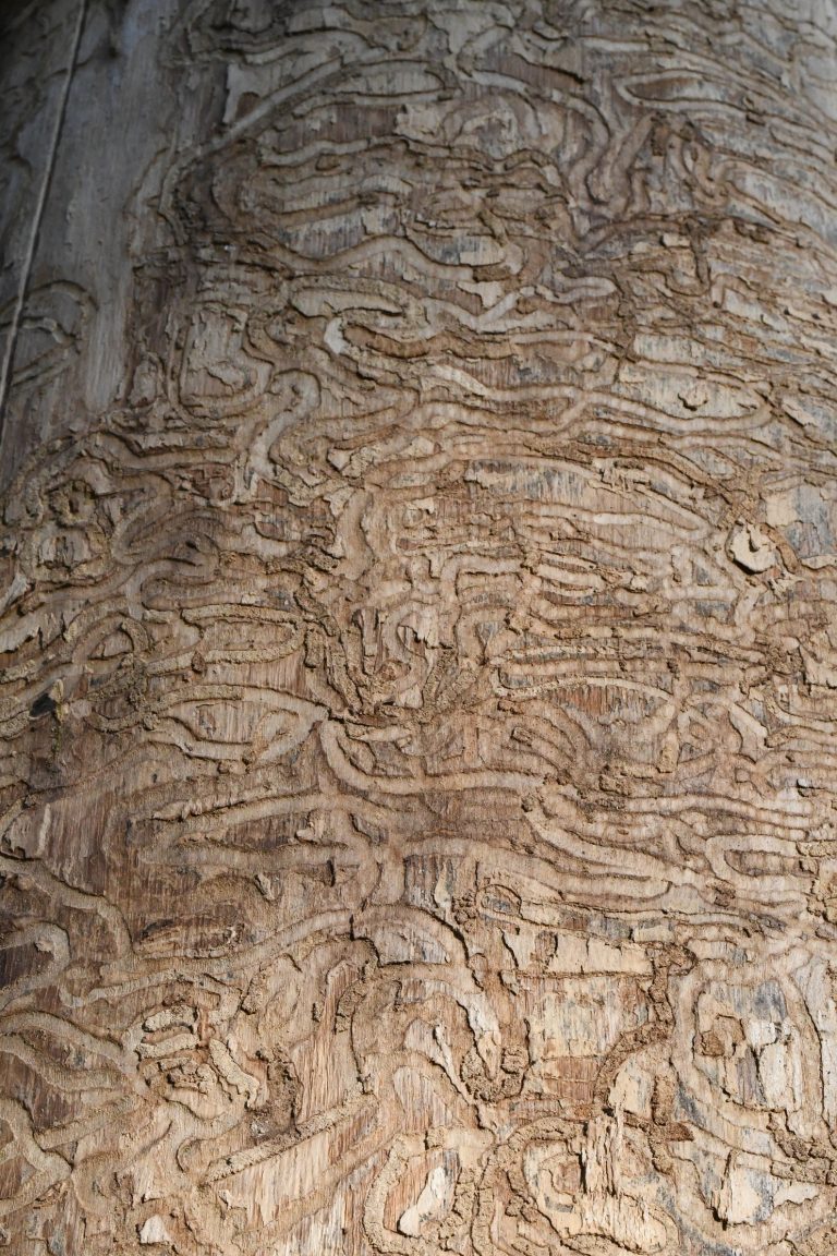 Fotogalerie: Polníka jasanového nezastavíme. Klíčové je najít ho co nejdříve. Lesníci by měli vědět, kde a co hledat.