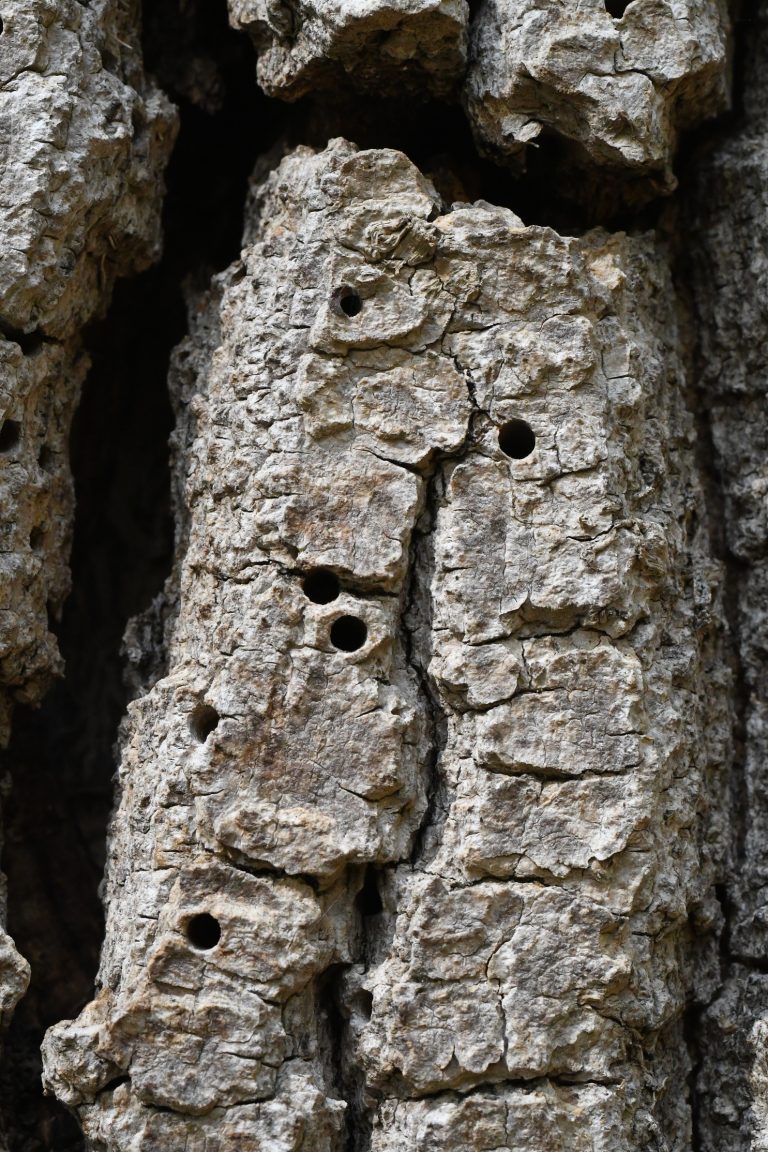 Fotogalerie: Polníka jasanového nezastavíme. Klíčové je najít ho co nejdříve. Lesníci by měli vědět, kde a co hledat.
