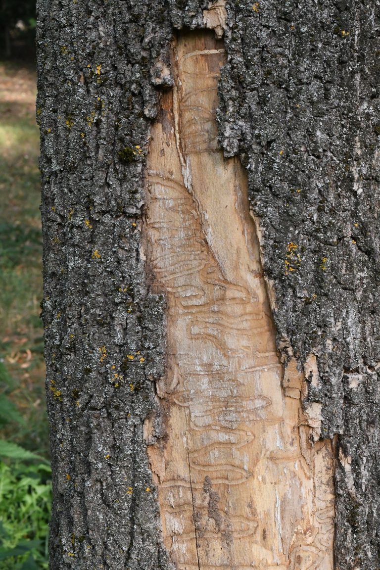 Fotogalerie: Polníka jasanového nezastavíme. Klíčové je najít ho co nejdříve. Lesníci by měli vědět, kde a co hledat.