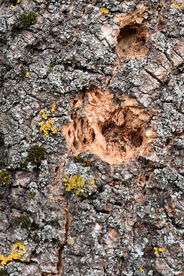 Fotogalerie: Polníka jasanového nezastavíme. Klíčové je najít ho co nejdříve. Lesníci by měli vědět, kde a co hledat.